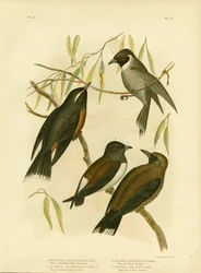 Golondrina de ceja blanca